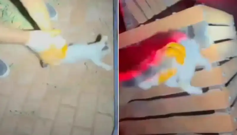 Gece Yarısı Kedi Kurtarma Operasyonu: İtfaiye Kahramanları İş Başında!