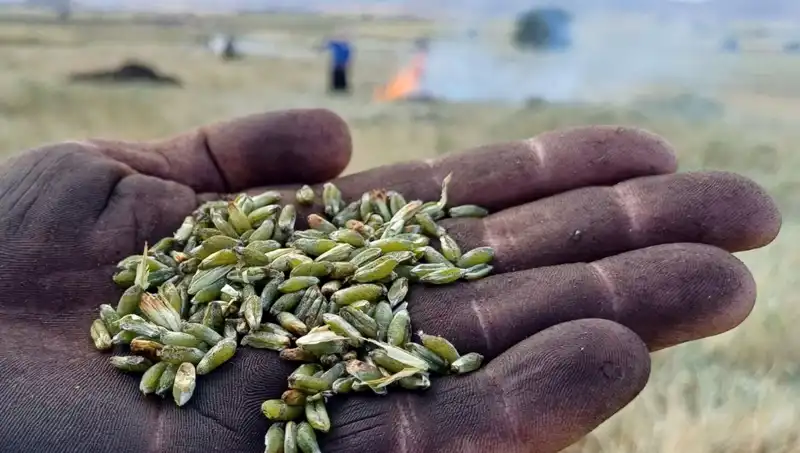 Yeni Firik Sezonu Başladı: Bu Lezzet Nasıl Hazırlanıyor?