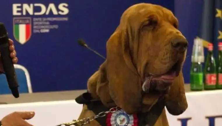 Arama Köpeğine Suikast: Çivili Sosisle Ormanda Korkunç Saldırı