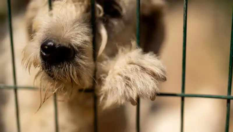 İş Stresi, Köpeklerimizi de Olumsuz Etkileyen Bir Sorun!