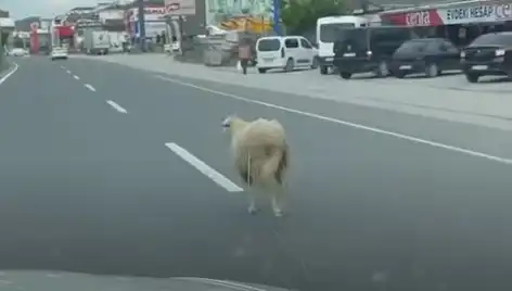 Yalova'da Kaçan Kurbanlık Hayvanlar Trafiği Kilitledi: Şok Olayın Ayrıntıları