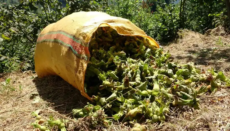 Giresun’da Fındık Hasadı Başladı: Beklentiler ve Geleceğe Dair