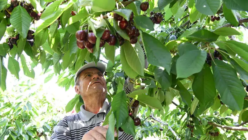 Lapseki'nin Gözdesi: Çay Bardağını Aşan Dev Sebze