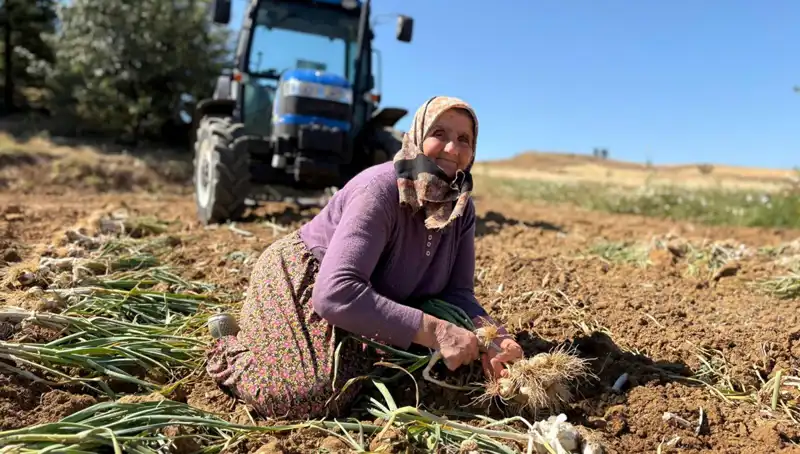 Dünyaca Ünlü Selenyum Kaynağı: Tarla Ürünleri 1200 Liraya Satışta!