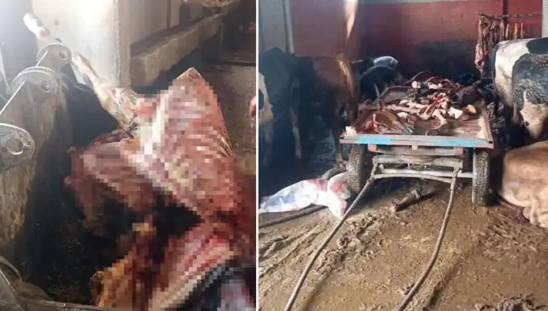 Adana’da Şok Olay: 2,5 Ton At Eti Operasyonla Ele Geçirildi