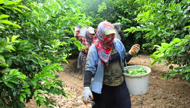Marketlerde Fiyat Alarmı: Kilosu 150 Lirayı Aşan Ürünler İçin Sevindirici Hasat Duyurusu