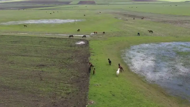Kars'ın Büyüleyici Doğasında Özgürce Gezen Yılkı Atları