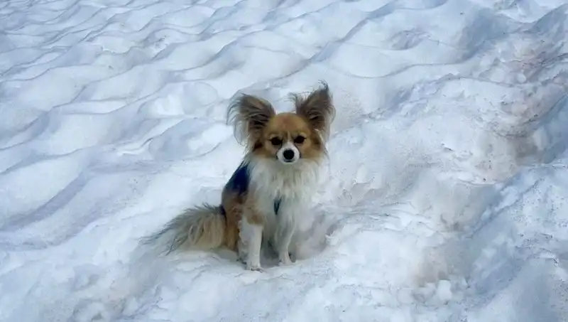 Köpeği Buzul Yarığından Düşen Sahibinin Hayatını Kurtardı