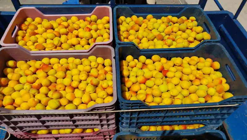 İlk Hasat Gerçekleşti: Tarımda Yeni Dönem Başladı, 500 TL’den Alıcı Buldu