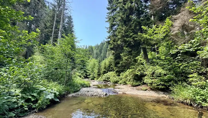 Giresun'un Paşakonağı Yaylası: Doğanın Huzur Veren Güzelliği