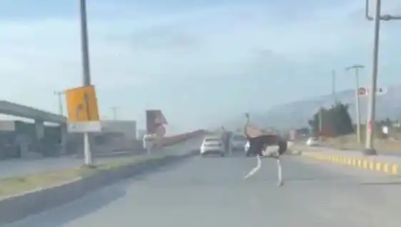 Hatay'da Yolda Deve Kuşu Görüntüleri Sosyal Medyayı Salladı!