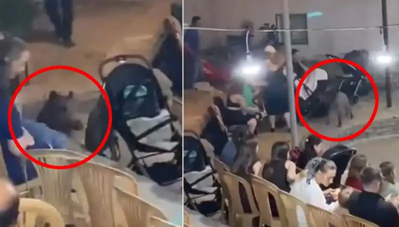 Düğün Töreninde Yaban Domuzu Sürprizi: Panik ve Kaos Anları