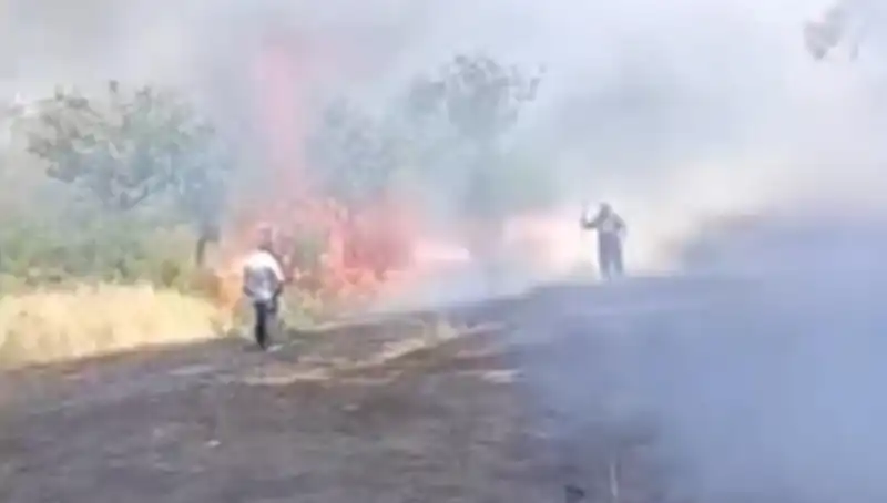 Çay Üretimi İçin Yakılan Ateş, Fıstık Ağaçlarına Zarar Verdi!