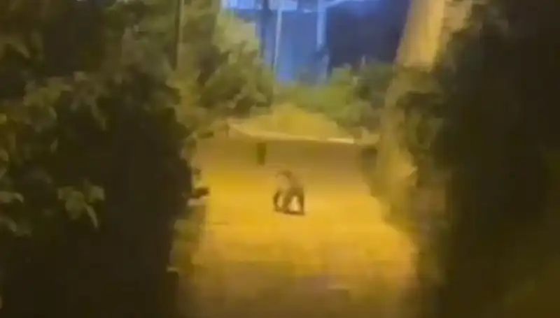 Gümüşhane'ye Şehir Merkezine İnen Ayı: Vatandaşlar Tedirgin Oldu