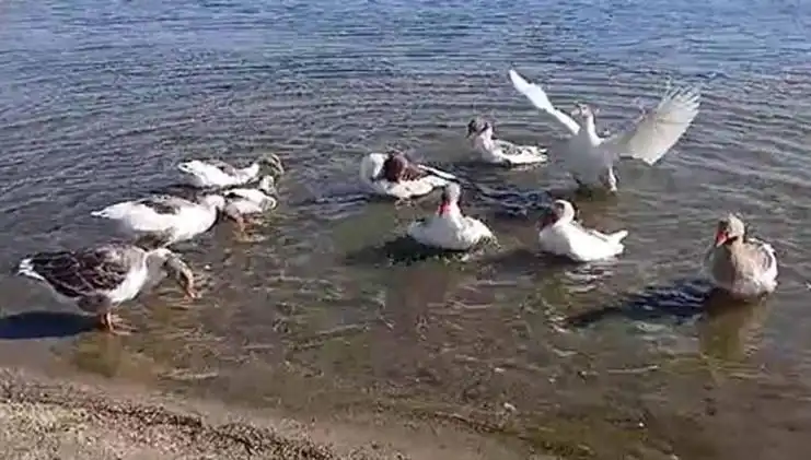 Denizde Yüzerek Tartışma Yaratan Kazlar, Kümeste Hapsedildi