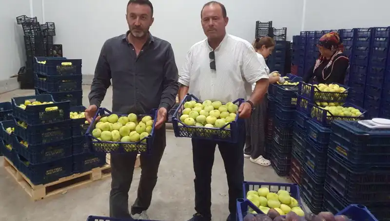 Mersinli Çiftçinin Yüzünü Güldüren İhraç Fırsatı: Tanesi 20 TL’den Satılıyor!