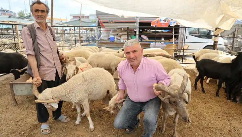 4 Boynuzlu Koçlar Kurban Pazarında Dikkat Çekiyor!
